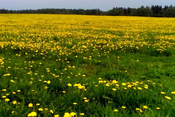 Beaucoup de pissenlits sur le terrain pour tondre