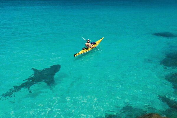 Requin se faufile à un homme sur un canoë