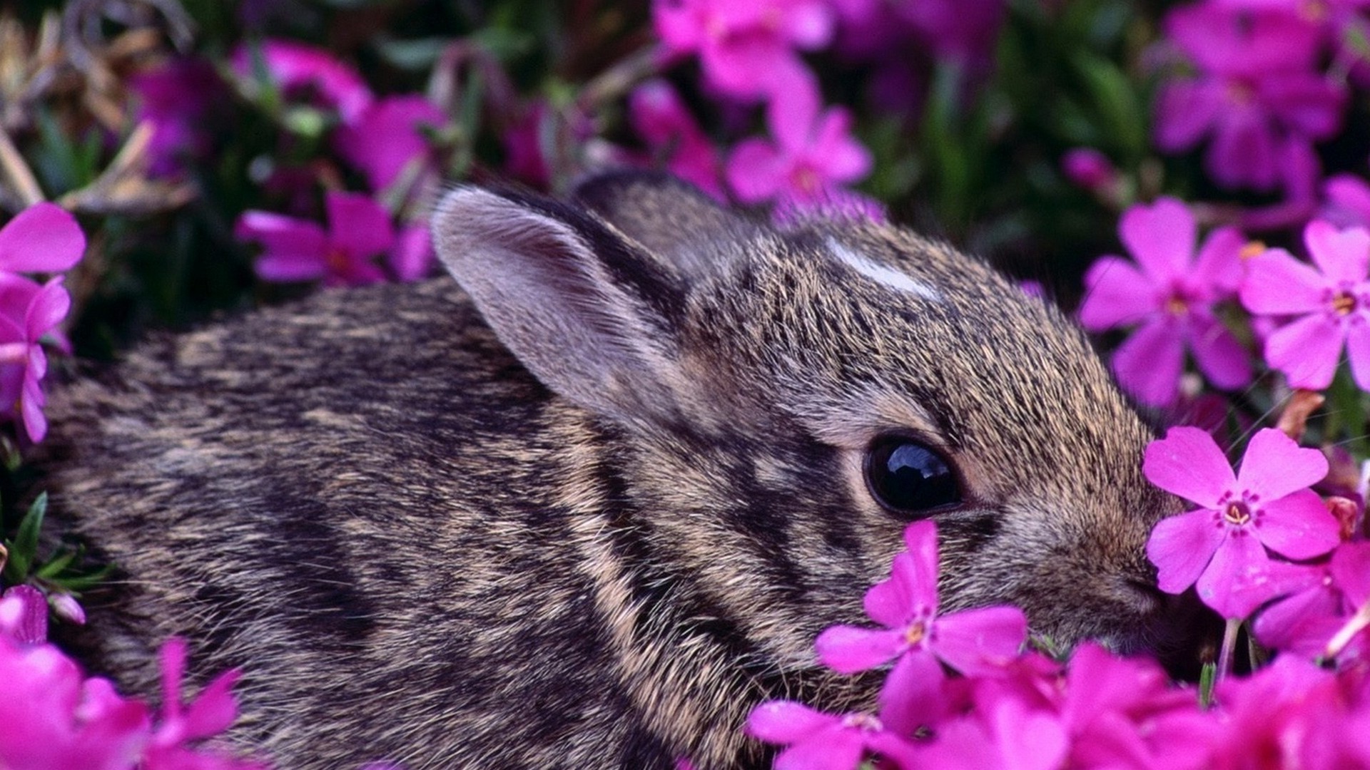 kaninchen natur blume garten wenig im freien niedlich schließen kaninchen säugetier