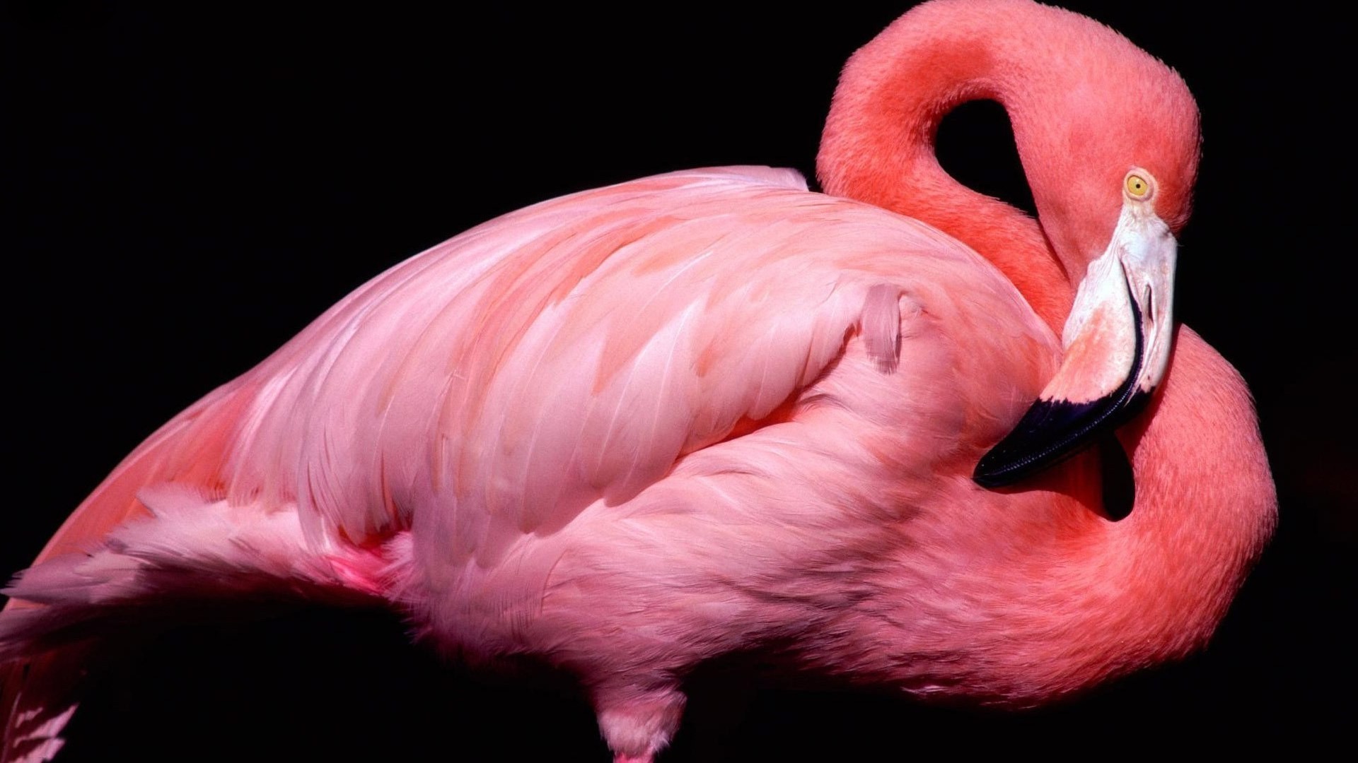 animaux oiseau oiseaux flamant plume bec animal faune portrait avian unique aile nature profil cou zoo