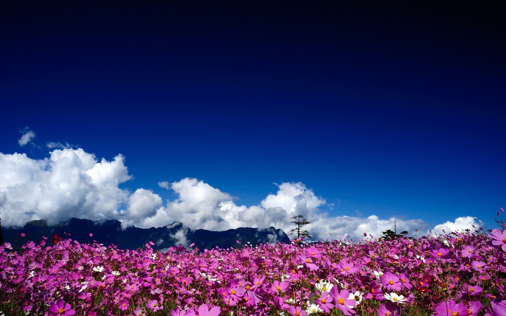 field of flowers landscape flower sky nature outdoors color summer flora garden field