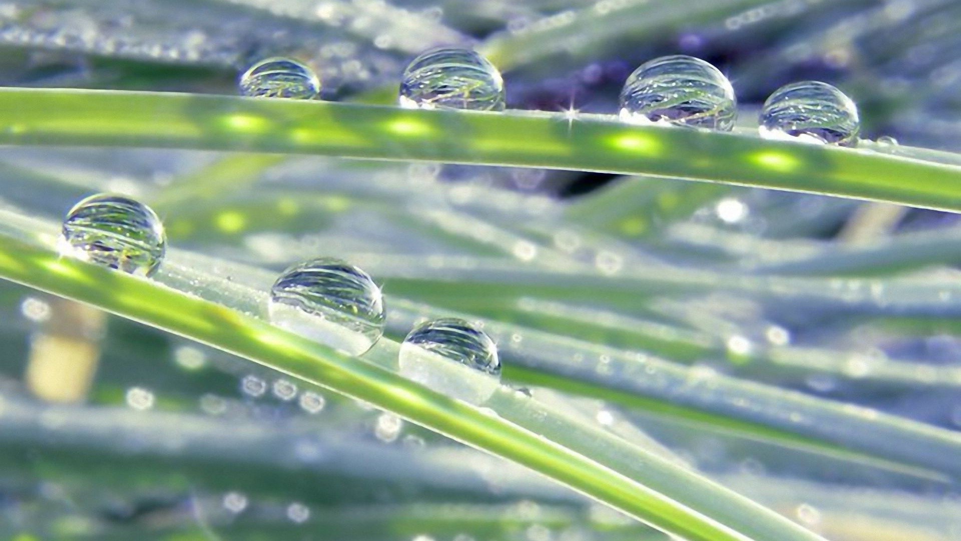 gouttelettes d eau goutte pluie rosée eau humide flore herbe propreté jardin propre gouttes feuille environnement nature croissance liquide réflexion clair