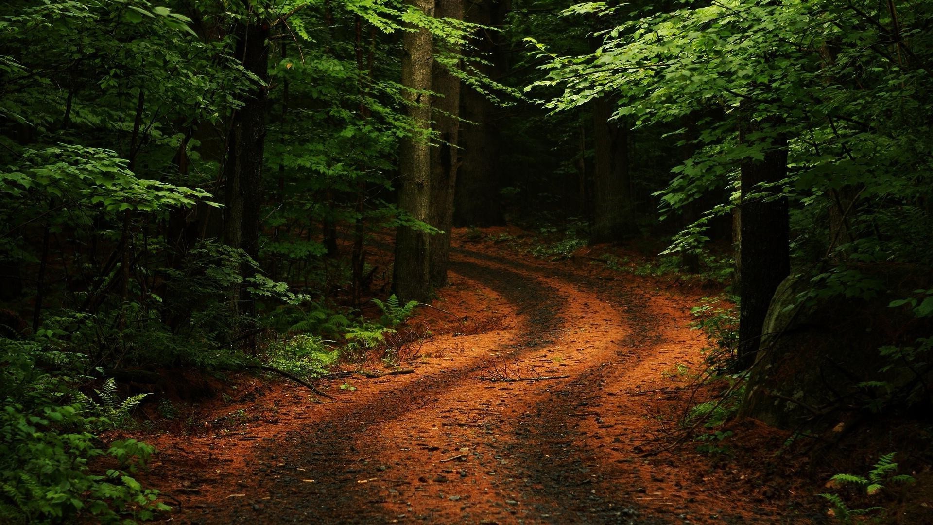 summer wood tree landscape trail road leaf nature outdoors park guidance daylight travel conifer scenic light dawn evergreen mountain