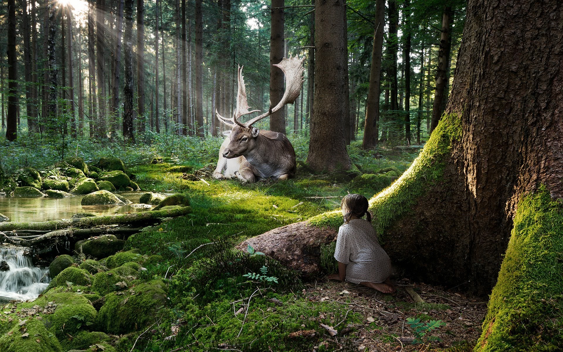 animais madeira natureza árvore parque paisagem folha selvagem ao ar livre ambiente musgo grama