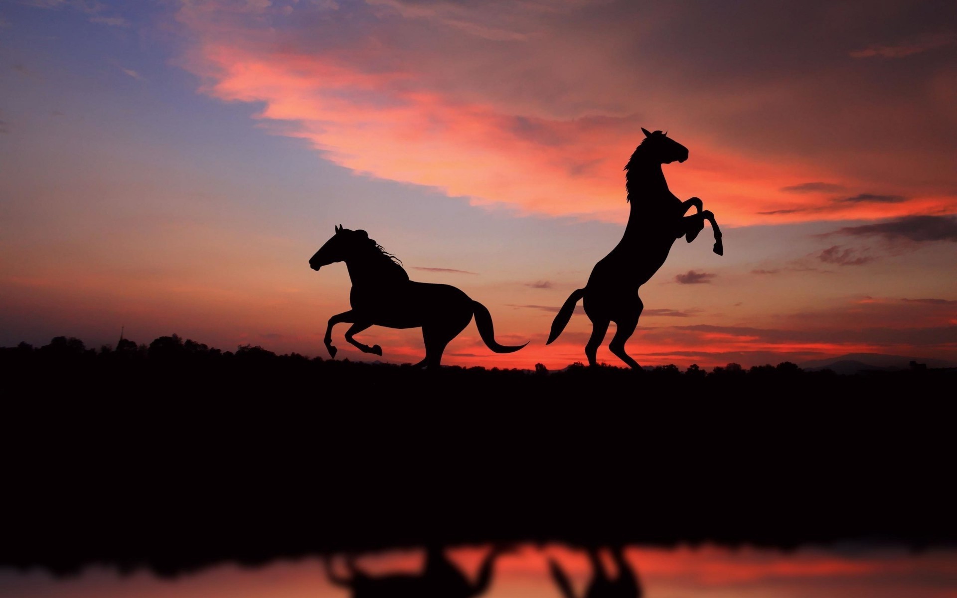 chevaux coucher de soleil silhouette rétro-éclairé soir ciel aube mammifère soleil crépuscule paysage cavalerie course un