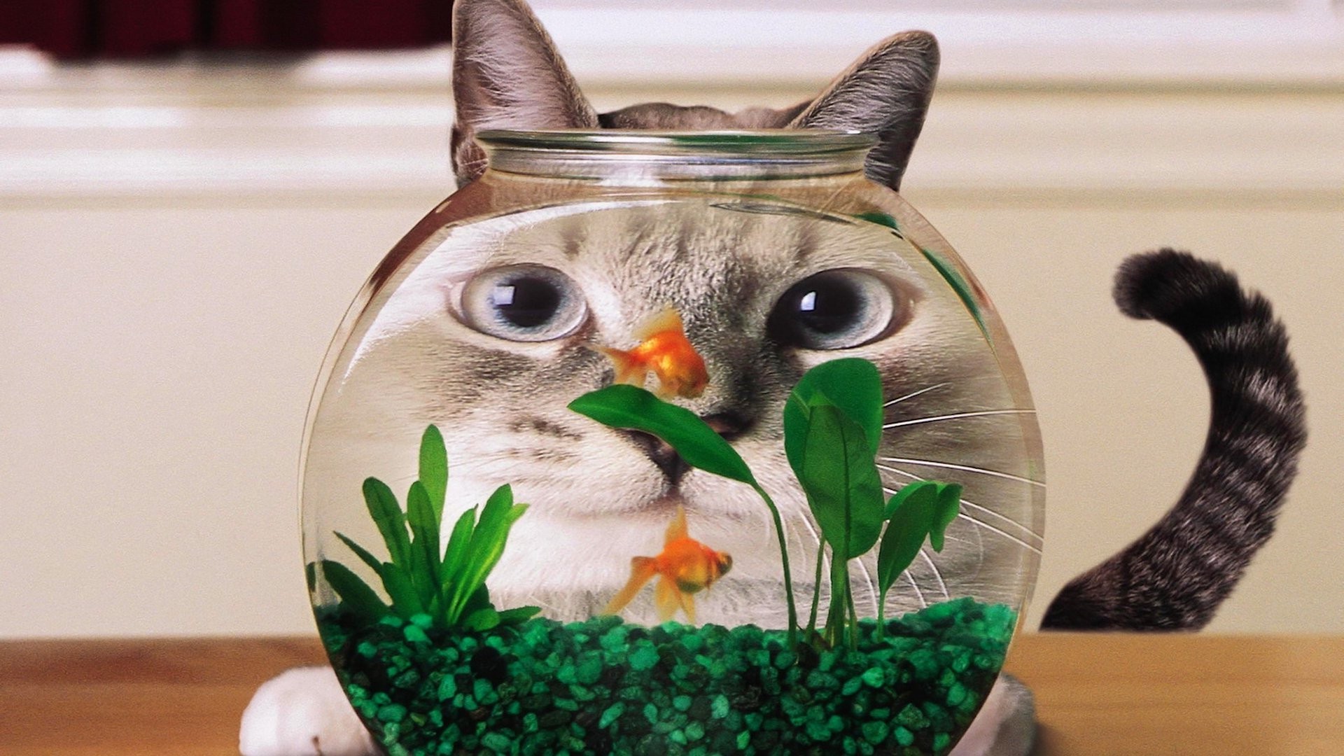 gatos mascota naturaleza lindo peces de colores relajación medicina acuario escritorio