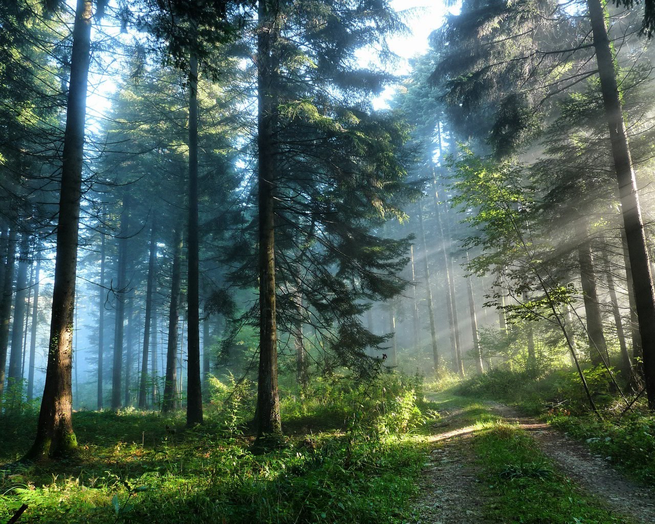 sommer holz natur landschaft dämmerung nebel nebel baum sonne gutes wetter im freien gras blatt park sanbim licht mittwoch herbst wandern