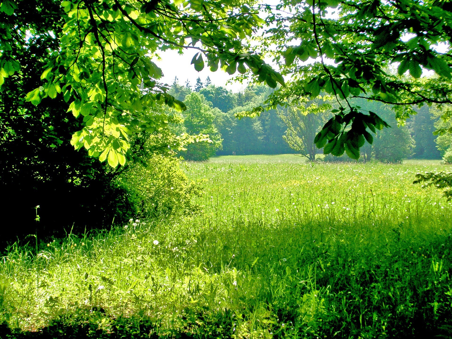 summer nature leaf landscape wood tree flora lush grass growth environment rural season dawn scenic park fair weather scene outdoors sun