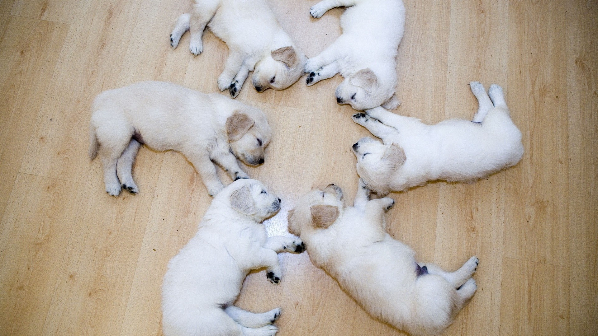 cão cão mamífero animal fofa animal de estimação filhote de cachorro cinegrafista doméstico