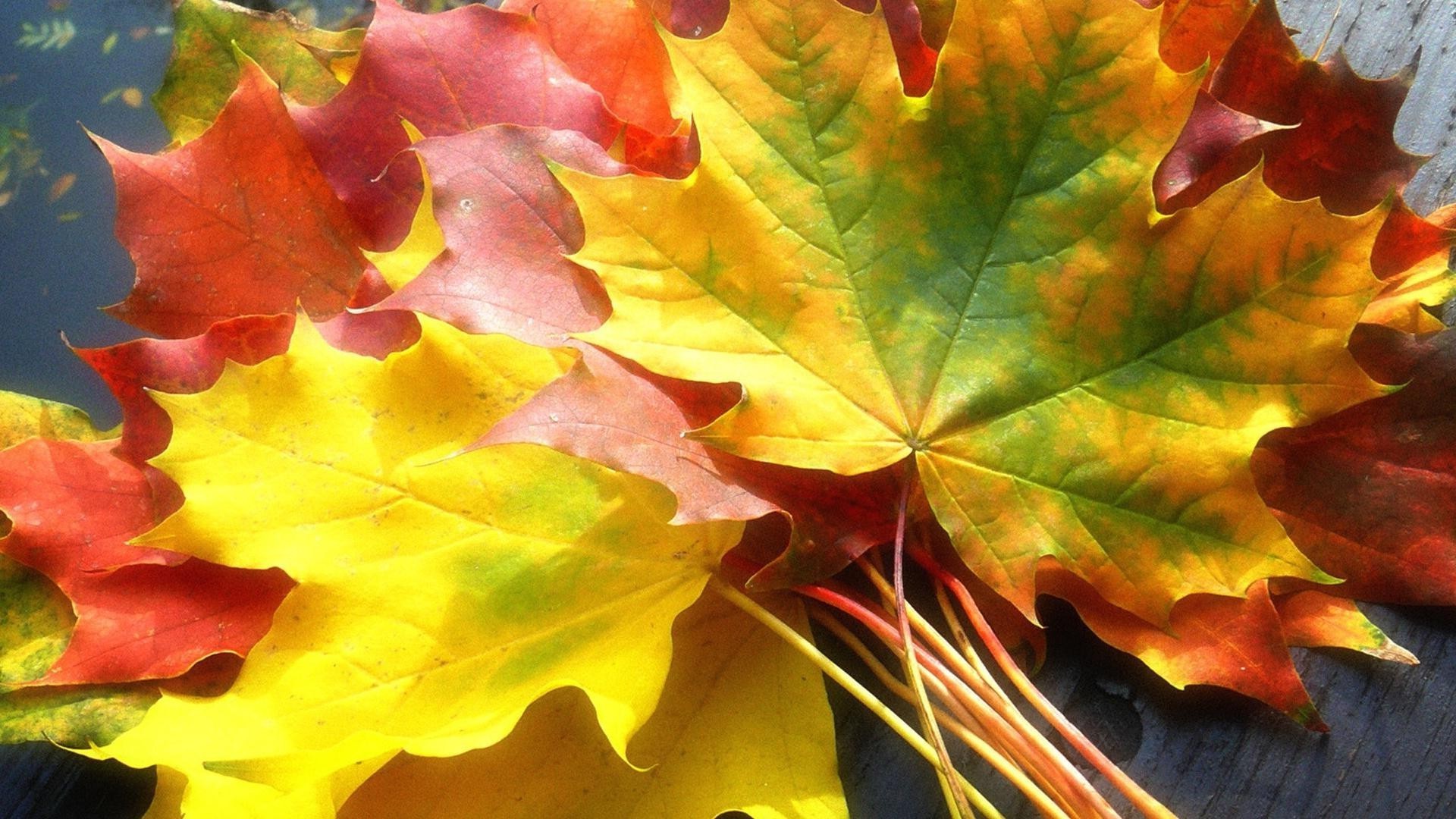 yaprakları yaprak sonbahar akçaağaç flora sezon renk doğa parlak masaüstü canlı ağaç