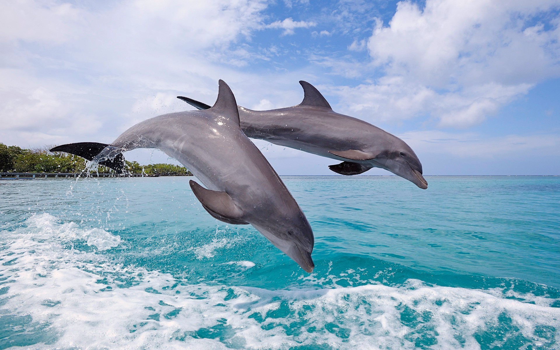 animals dolphin water blower nature swimming outdoors ocean sea mammal wildlife