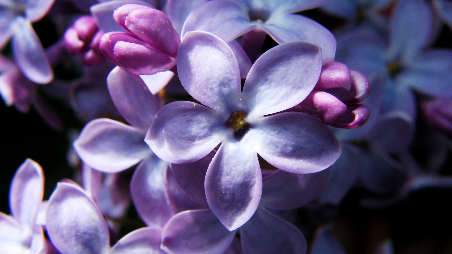 spring flower nature flora lavender floral petal color blooming summer garden violet leaf purple beautiful