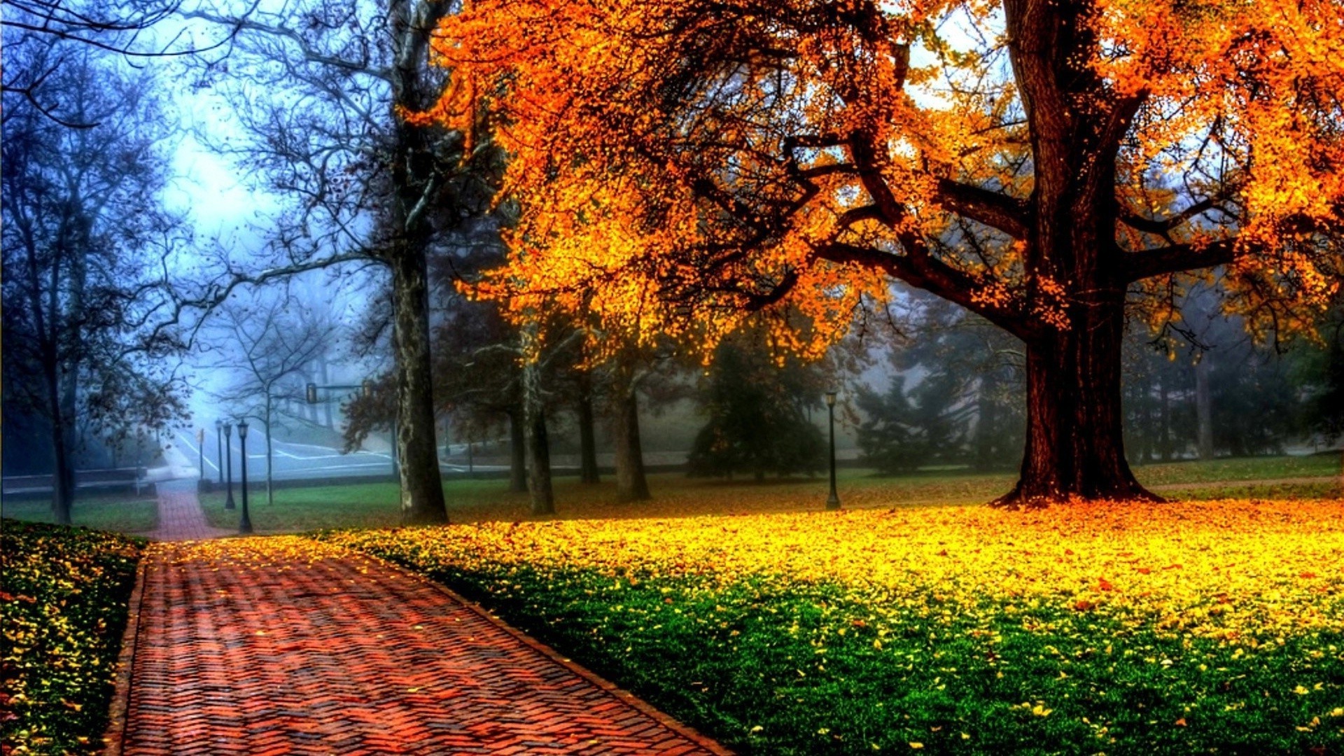 herbst herbst holz blatt saison park natur ahorn landschaft holz dämmerung sonne gutes wetter medium landschaftlich im freien hell farbe zweig landschaft