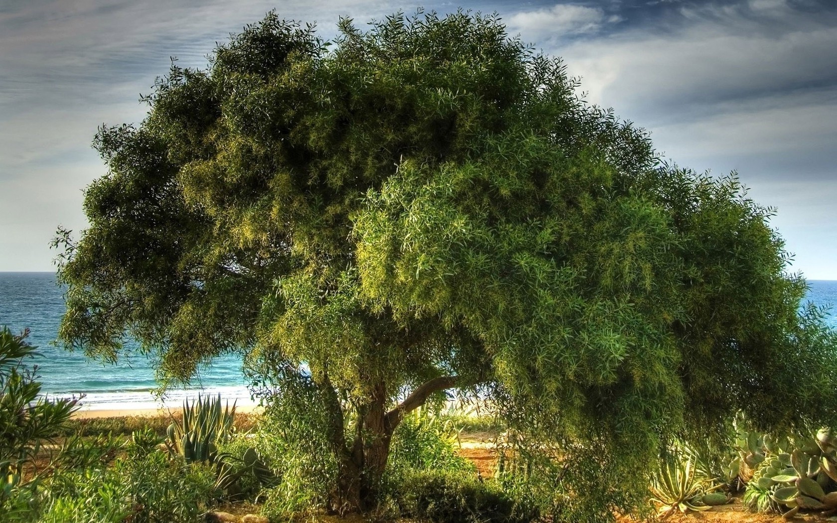 alberi albero natura estate paesaggio cielo legno foglia sole bel tempo all aperto parco flora acqua viaggi erba tropicale scenico rurale idillio