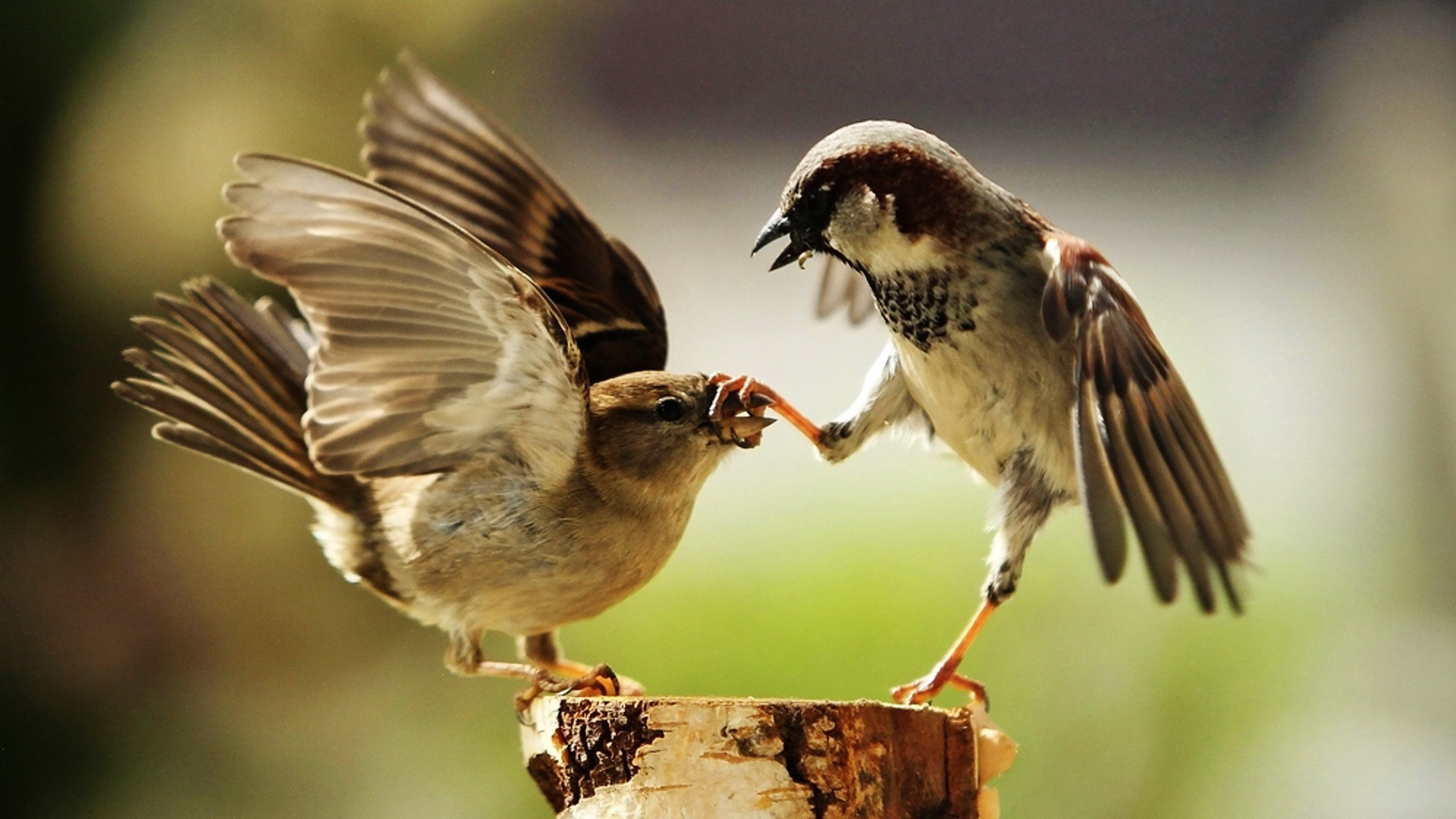 tiere vogel tierwelt tier natur flugzeug schnabel wild feder im freien flügel spatz fliegen sänger wenig vogelbeobachtung flug ornithologie