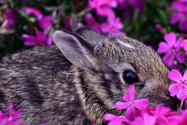 El pequeño conejo se esconde en las flores