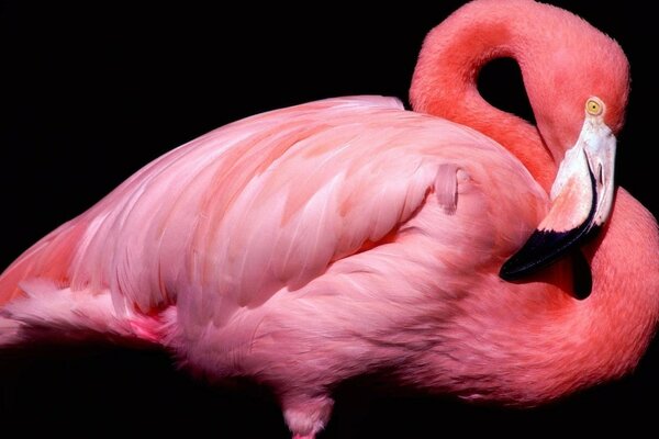 Flamant rose gracieux sur fond noir