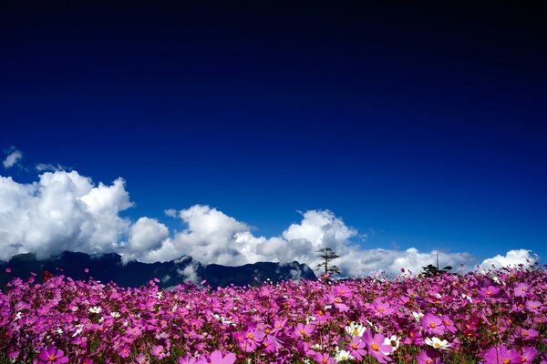 Champ avec des fleurs roses sur fond de nuages blancs