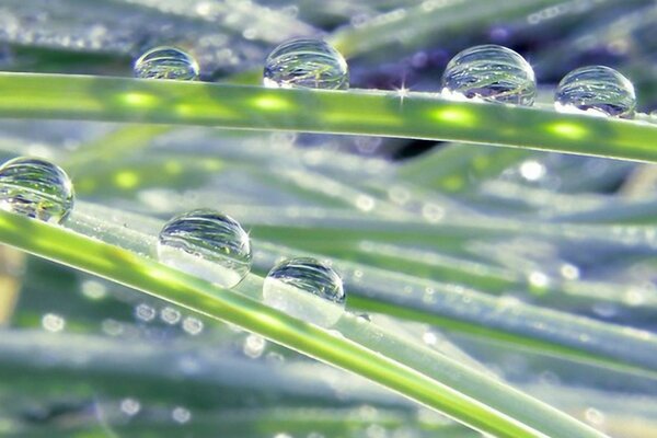 Gouttes de pluie sur l herbe bouchent