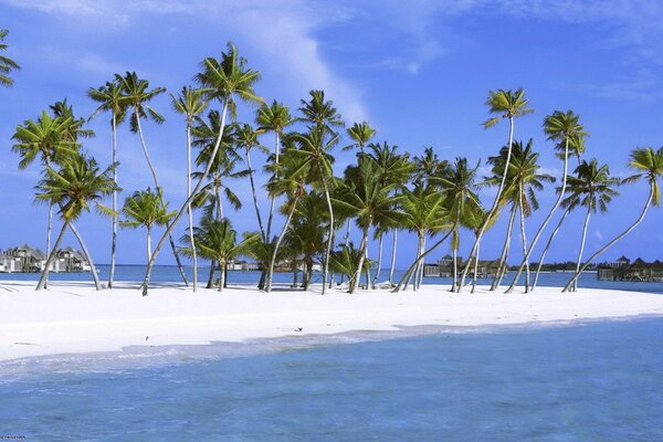 Playa tropical con palmeras junto al mar