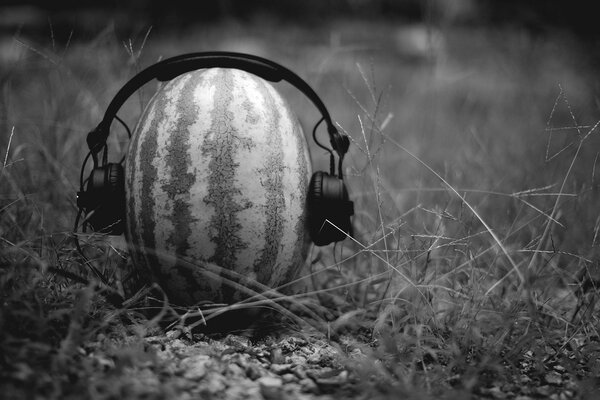 Foto en blanco y negro sandía en la hierba