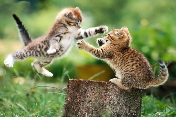 Dos pequeños gatitos jugando en la naturaleza