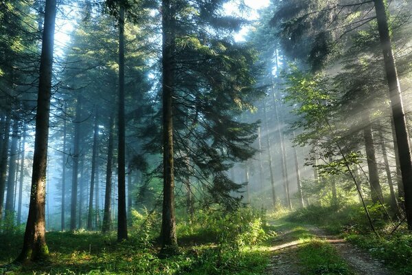 Les rayons du soleil du matin brillent à travers les branches