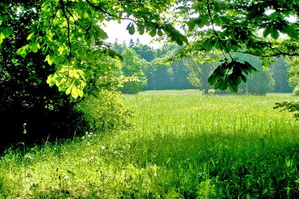 रूसी क्षेत्र एक बड़ा क्षेत्र है