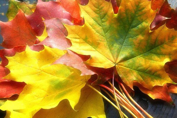 Autumn maple leaves of different colors