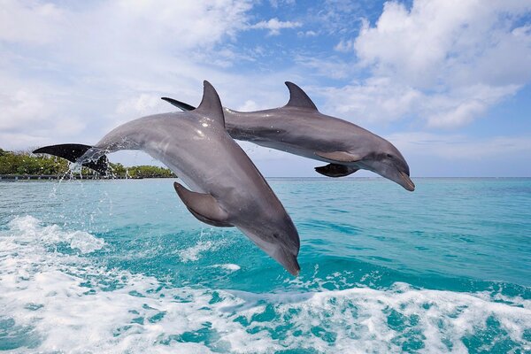 A gentle pair of dolphins in the sea