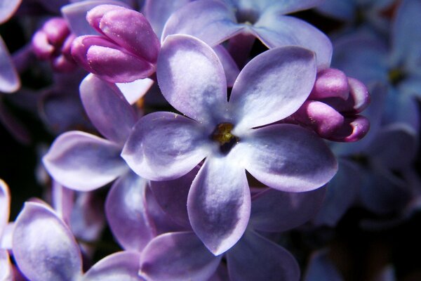 Lilas à cinq pétales. C est le printemps. Humeur lilas. Macro