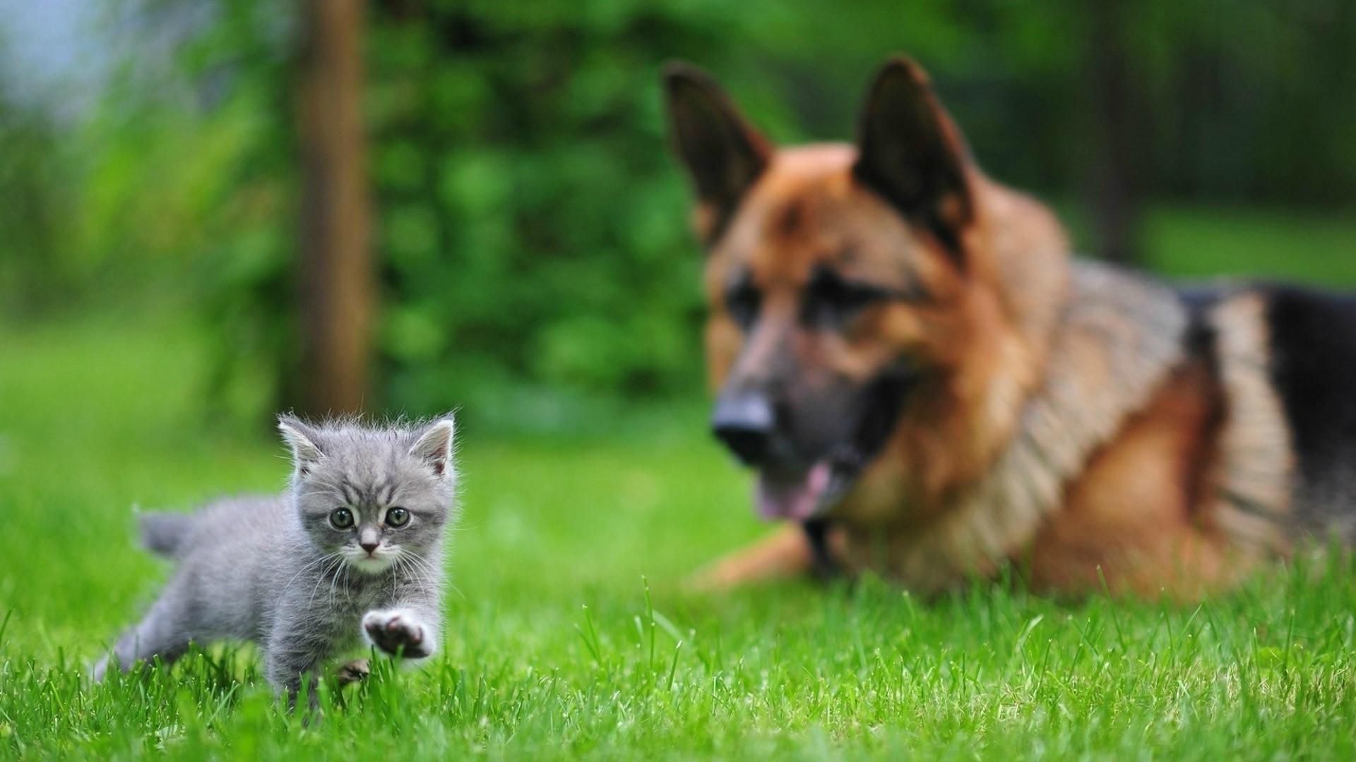 animaux chien mignon mammifère animal de compagnie cynologue animal herbe chiot fourrure aperçu portrait race domestique petit jeune oeil pur-sang adorable pedigree s asseoir