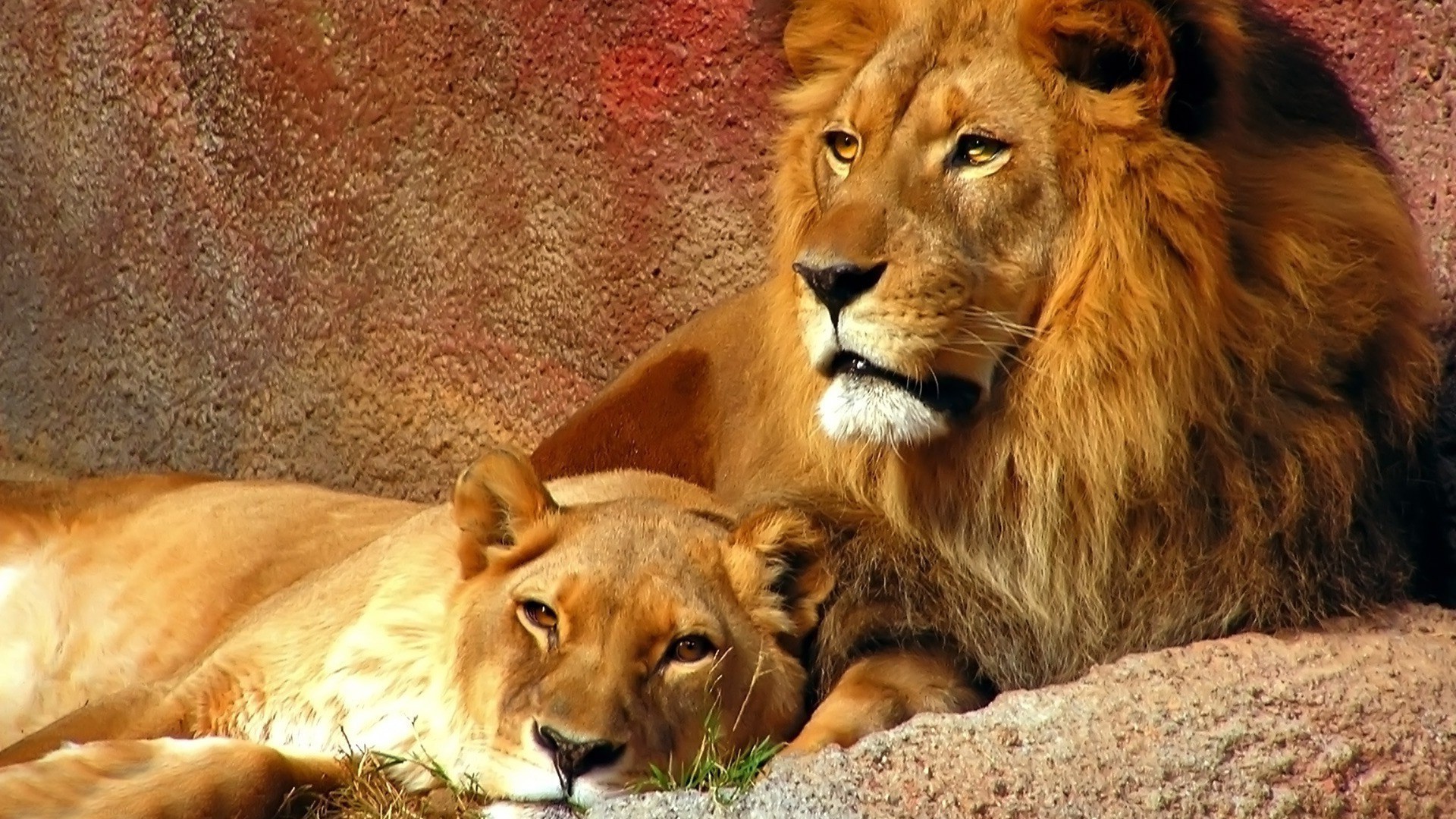 lions chat mammifère lion faune prédateur animal mangeur de viande sauvage safari fourrure nature chasseur portrait manet grand lionne zoo