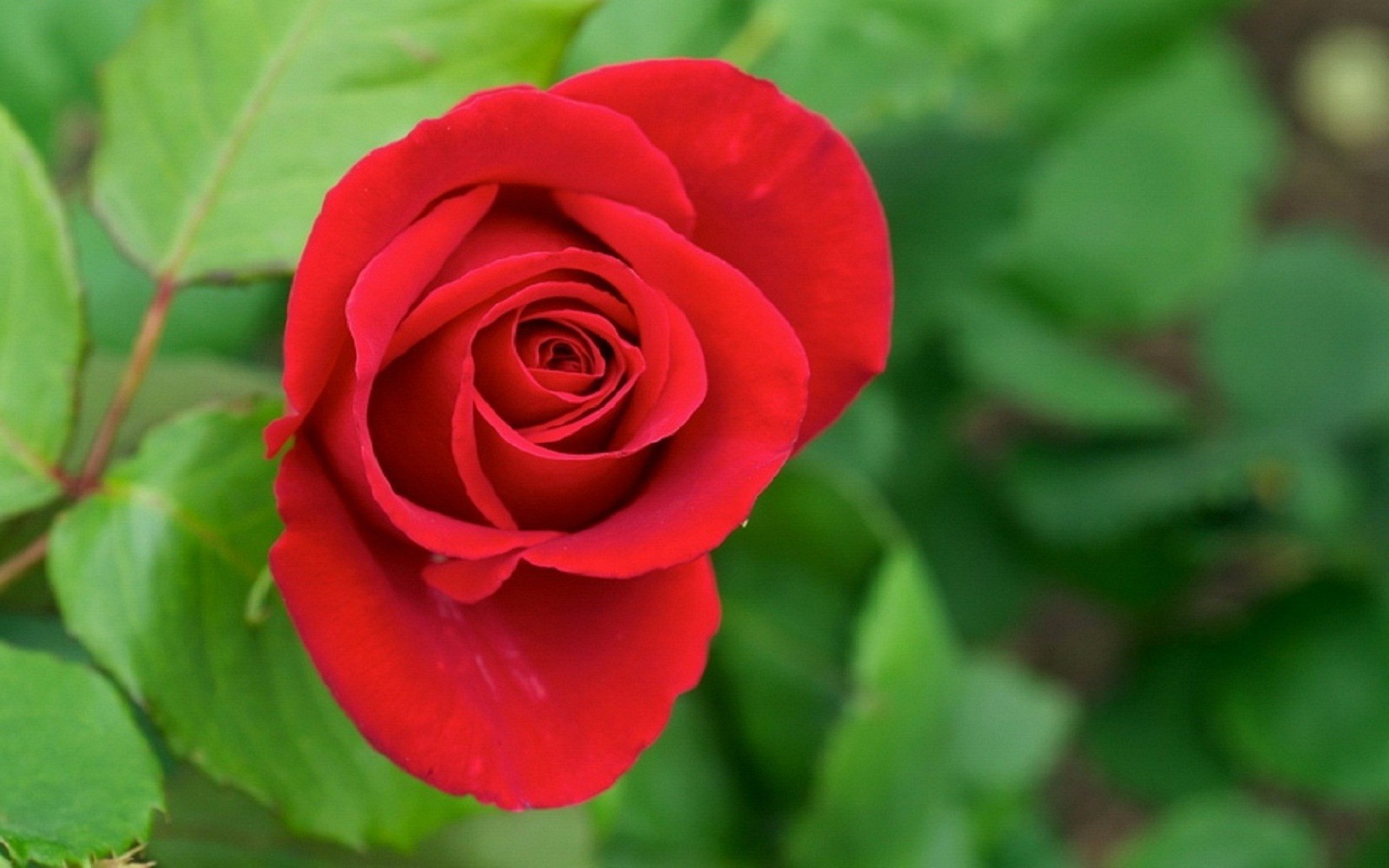 güller doğa çiçek yaprak petal flora romantizm aşk çiçek açan çiçek yaz