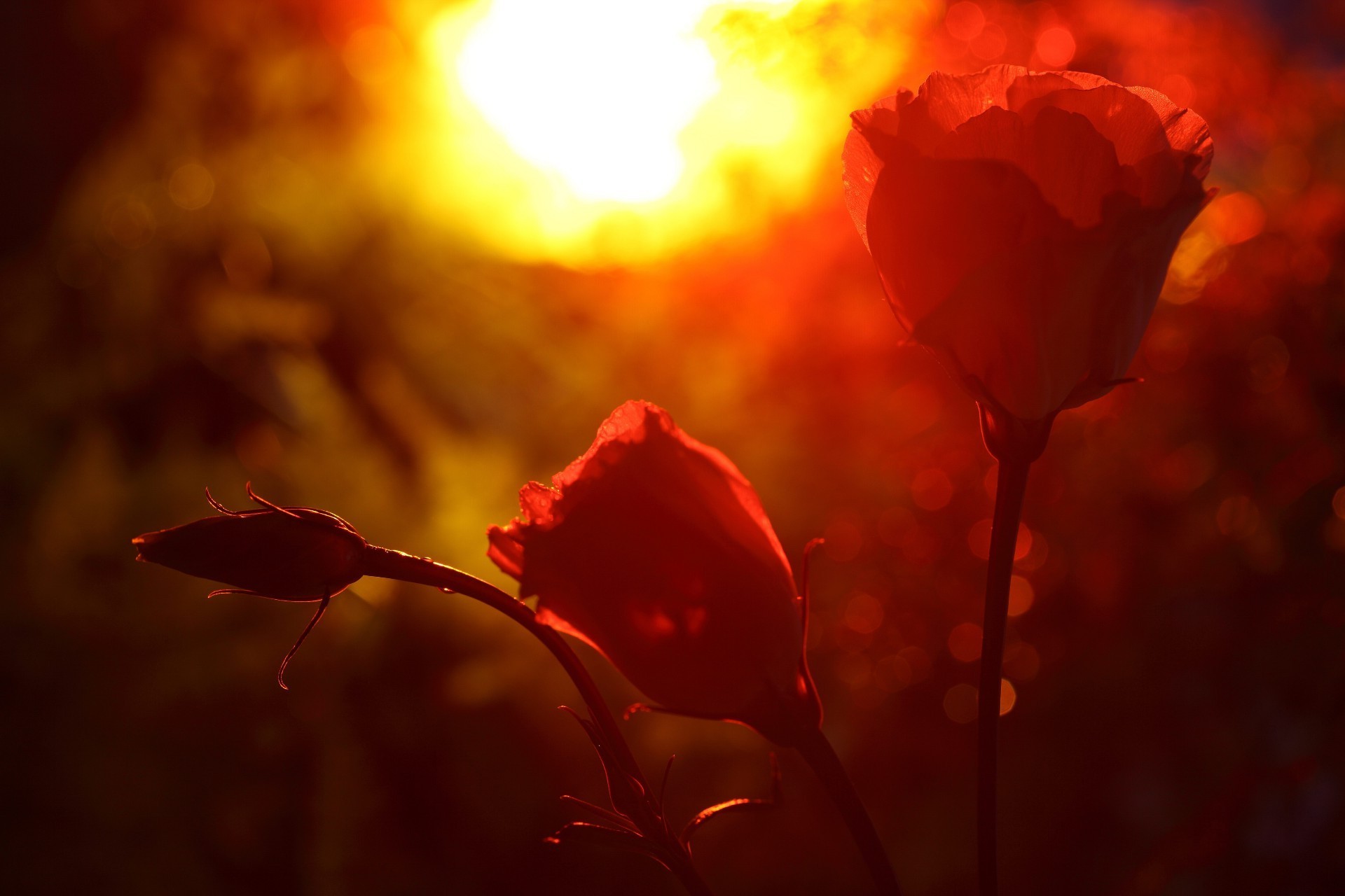 róże kwiat rozmycie natura zachód słońca światło podświetlany poppy liść świt kolor