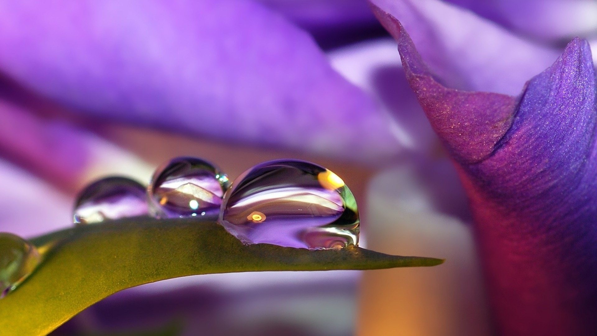 droplets and water flower nature flora blur leaf violet color dof wedding summer beautiful petal light garden purple love rain