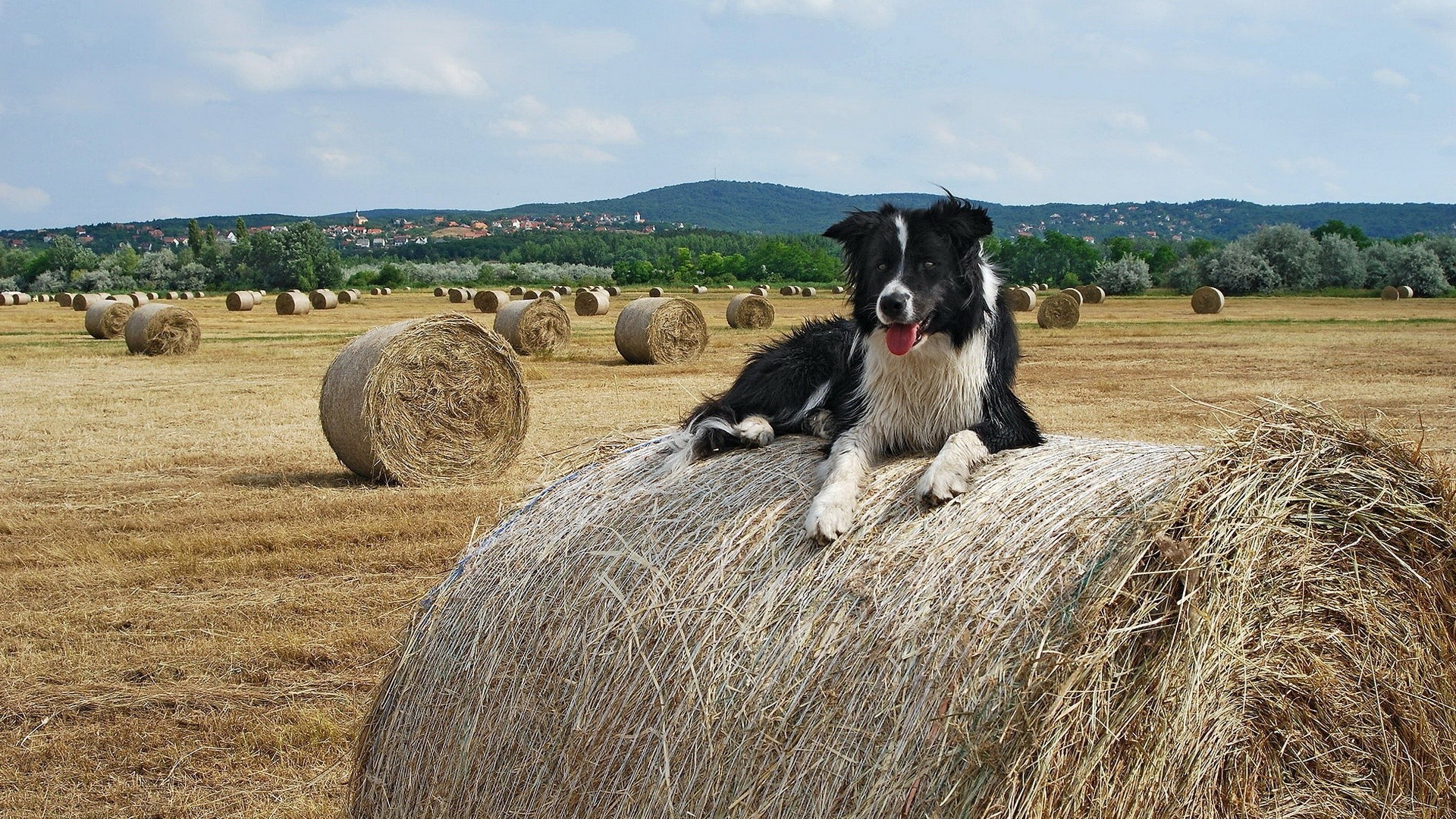 cães fazenda agricultura feno rural campo mamífero grama natureza campo palha pasto paisagem ao ar livre país verão feno céu