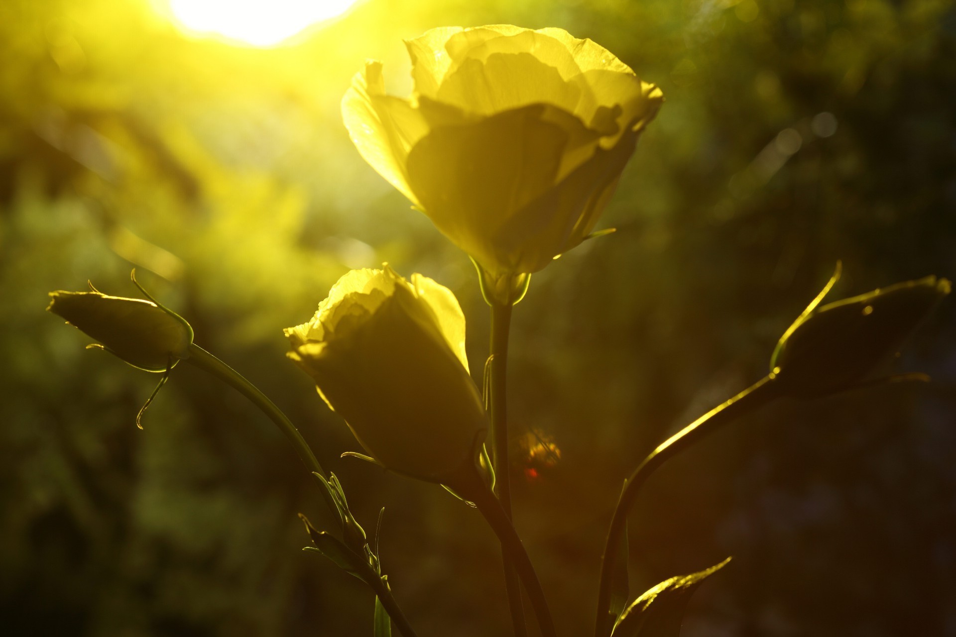 rosas natureza flor folha borrão flora cor bom tempo verão ao ar livre sol luz jardim outono