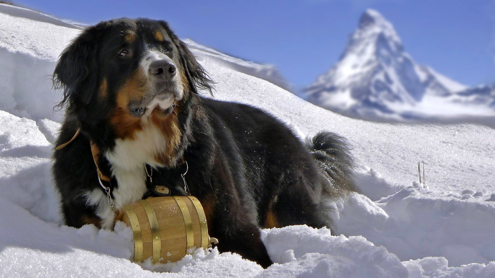 berner sennenhund бернский зенненхунд собака снег dog горы