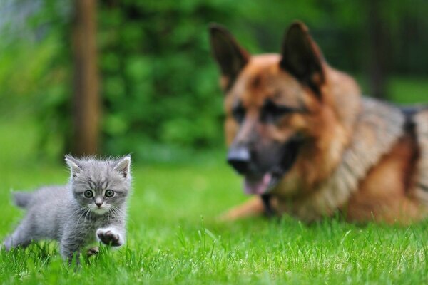 Berger allemand et petit chaton gris