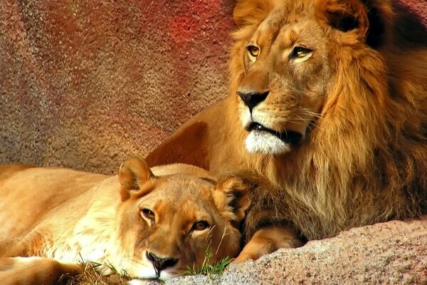 Leone e leonessa in vacanza