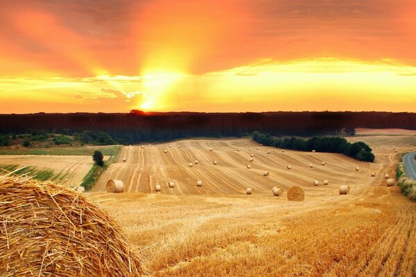 Photo of wheat on the background of sunset