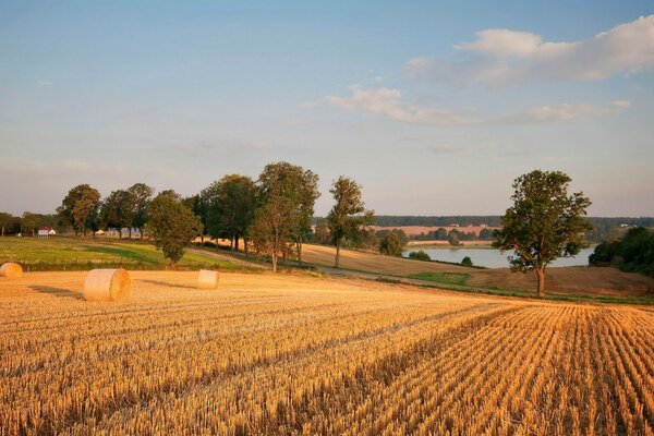 Hay harvesting near the lake