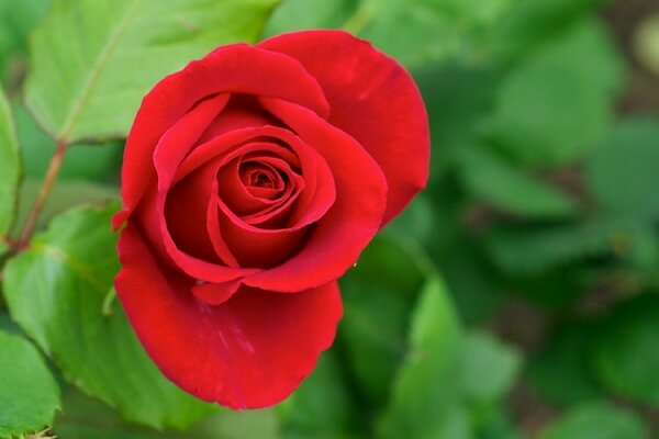 Rosa rosso spikes fiore