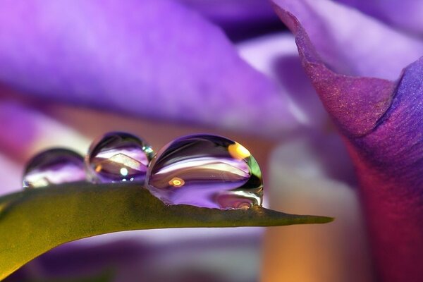 Dew drops on flower petals