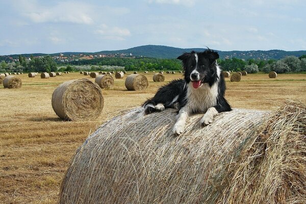 Chien couché sur une botte de foin