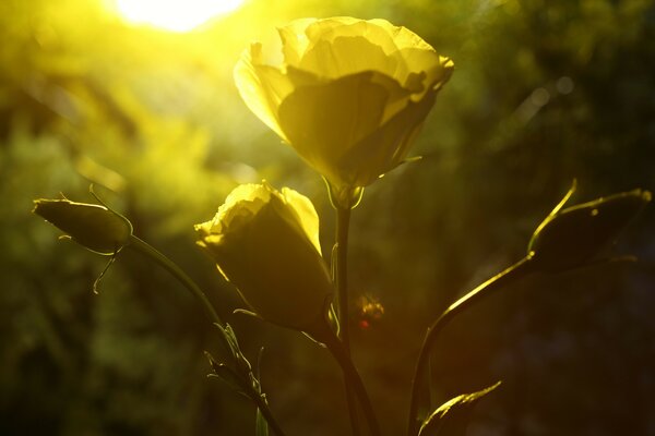 Beautiful blurred rose in nature