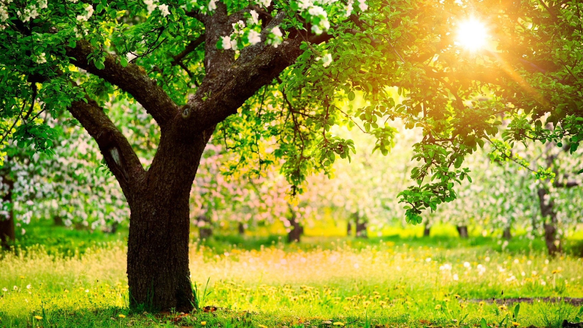 sommer landschaft natur baum gras saison des ländlichen sonne blatt park landschaft garten wachstum gutes wetter hell flora feld land blume dämmerung