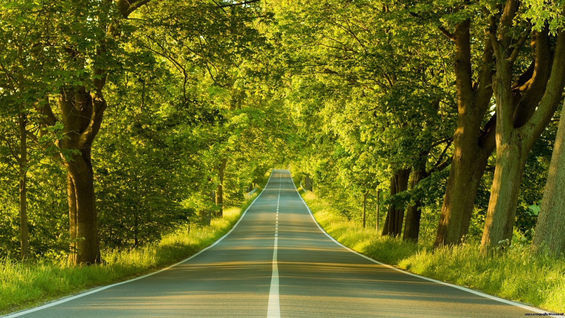 primavera estrada guia madeira madeira folha natureza rural paisagem asfalto pista zona rural verão ao ar livre outono perspectiva grama temporada brilhante vazio