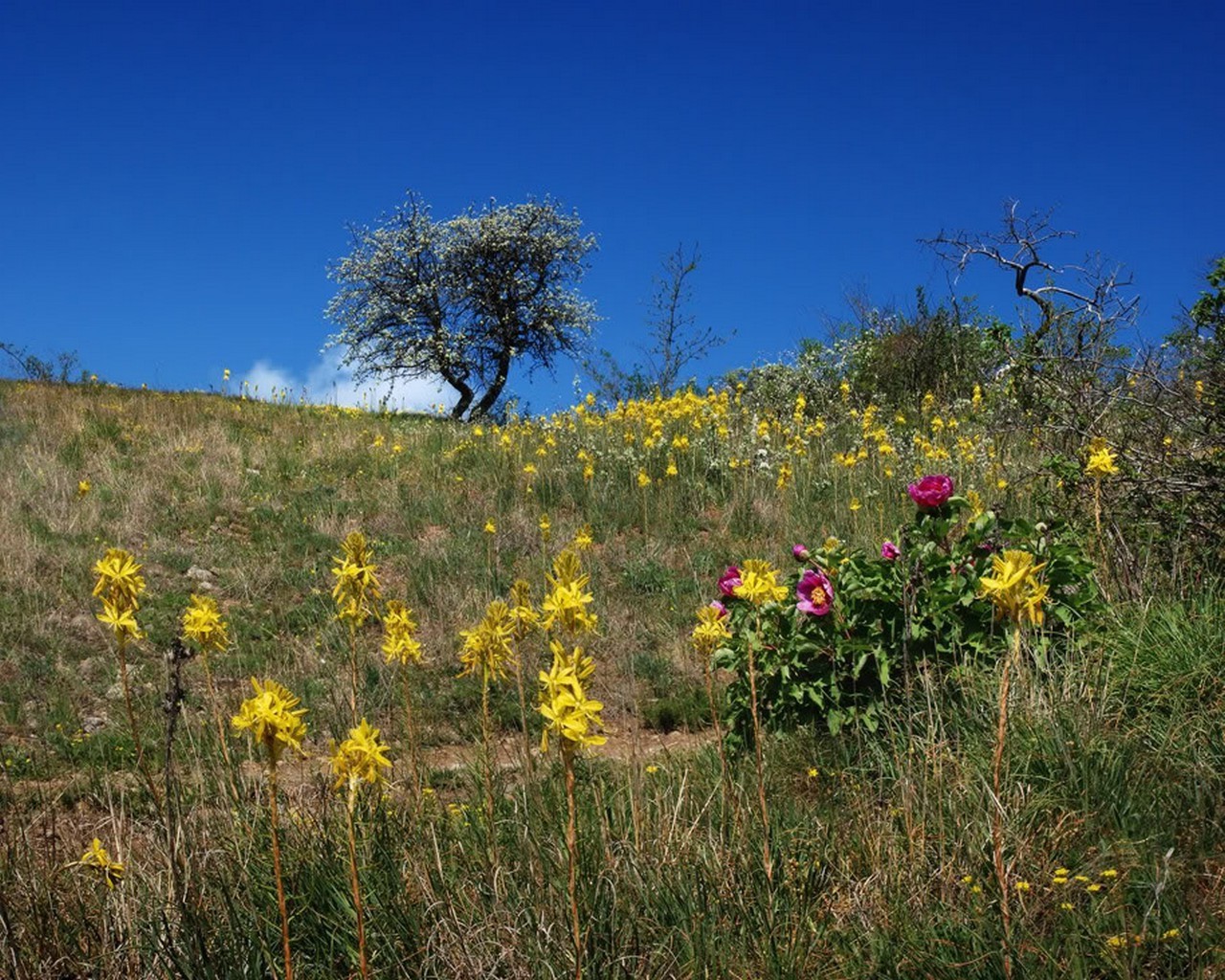 outono paisagem flor natureza ao ar livre feno pastagem verão flora campo bom tempo grama ambiente crescimento rural céu sol folha